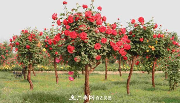 多種選擇，樹狀月季用什么樹做樹樁比較好？(圖2)