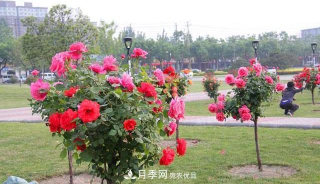 樹(shù)狀月季耐寒易栽種，樹(shù)狀月季該如何養(yǎng)護(hù)？(圖1)
