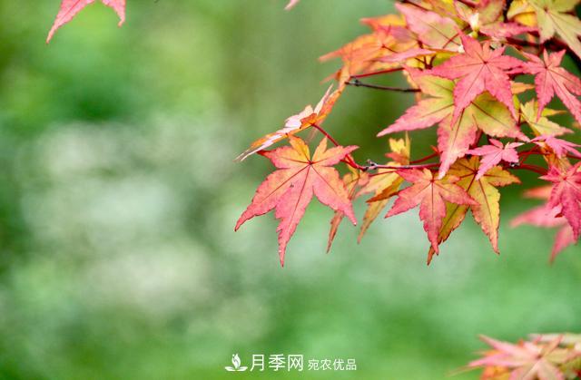 區(qū)別紅楓和雞爪槭，帶你認(rèn)識(shí)彩葉苗木雞爪槭(qì)(圖4)