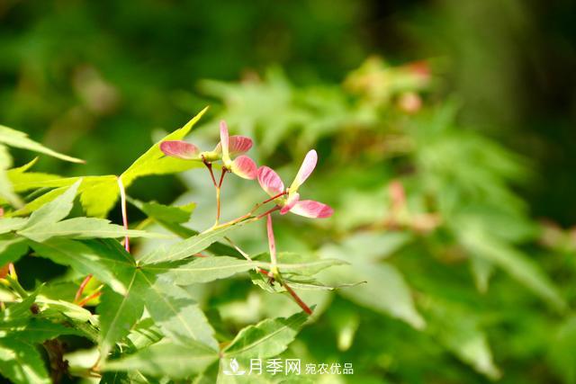 區(qū)別紅楓和雞爪槭，帶你認(rèn)識(shí)彩葉苗木雞爪槭(qì)(圖1)