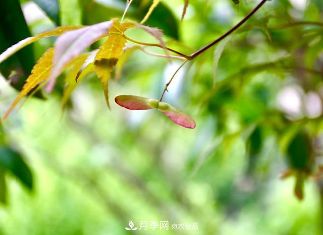 區(qū)別紅楓和雞爪槭，帶你認(rèn)識(shí)彩葉苗木雞爪槭(qì)(圖2)