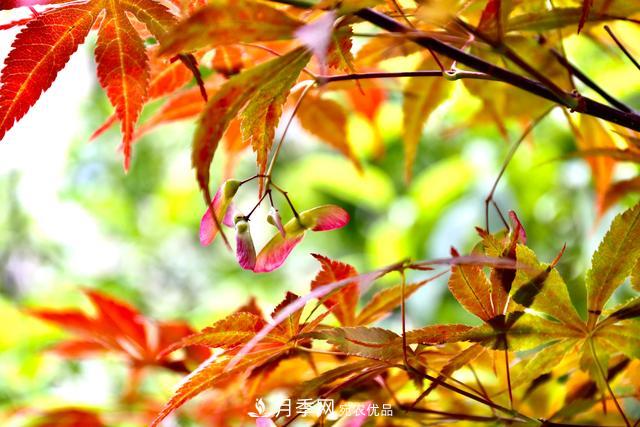 區(qū)別紅楓和雞爪槭，帶你認(rèn)識(shí)彩葉苗木雞爪槭(qì)(圖3)