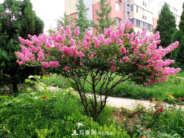 1棵紫薇開花1000朵，花期達100天，人稱“百日紅”，能活100年(圖2)