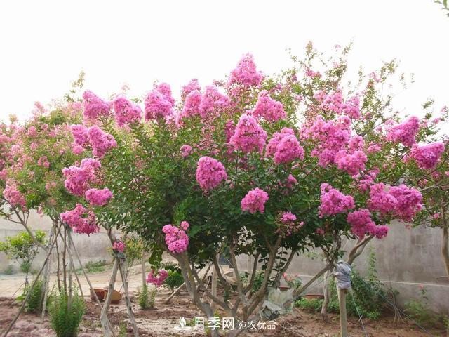 1棵紫薇開花1000朵，花期達100天，人稱“百日紅”，能活100年(圖1)