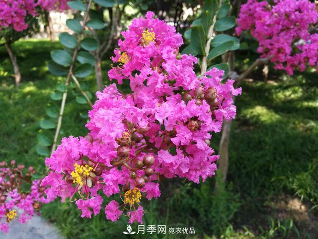 1棵紫薇開花1000朵，花期達100天，人稱“百日紅”，能活100年(圖3)