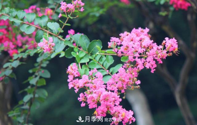 1棵紫薇開花1000朵，花期達100天，人稱“百日紅”，能活100年(圖5)