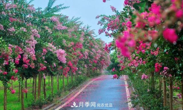 1棵紫薇開花1000朵，花期達100天，人稱“百日紅”，能活100年(圖4)