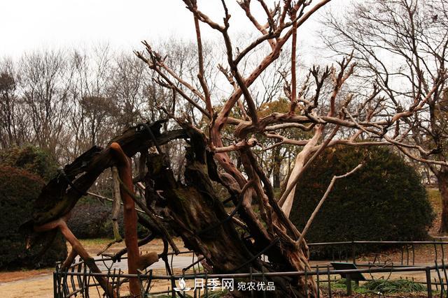 1棵紫薇開花1000朵，花期達100天，人稱“百日紅”，能活100年(圖7)