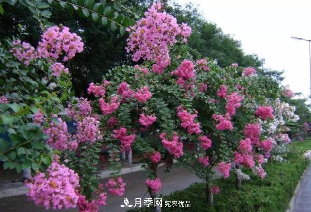 1棵紫薇開花1000朵，花期達100天，人稱“百日紅”，能活100年(圖6)