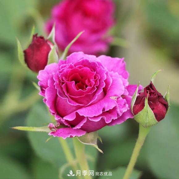8款冷門月季，表現(xiàn)特別好，但是養(yǎng)的人不多(圖6)