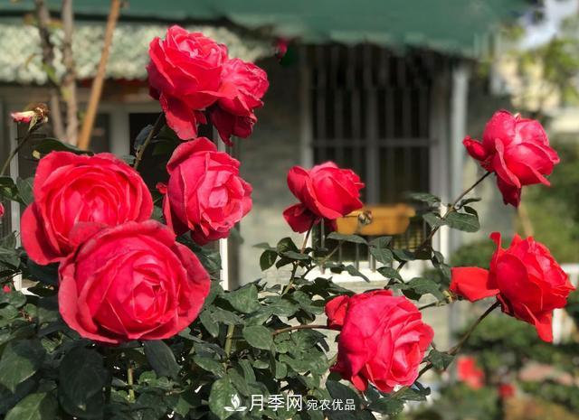 8款冷門月季，表現(xiàn)特別好，但是養(yǎng)的人不多(圖9)