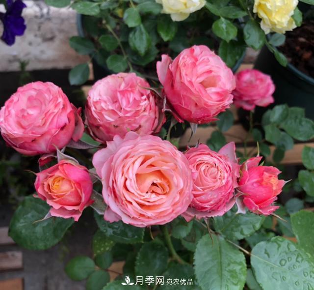 8款冷門月季，表現(xiàn)特別好，但是養(yǎng)的人不多(圖4)
