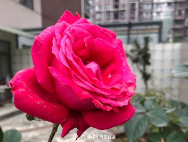 8款冷門月季，表現(xiàn)特別好，但是養(yǎng)的人不多(圖8)