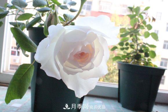 8款冷門月季，表現(xiàn)特別好，但是養(yǎng)的人不多(圖10)