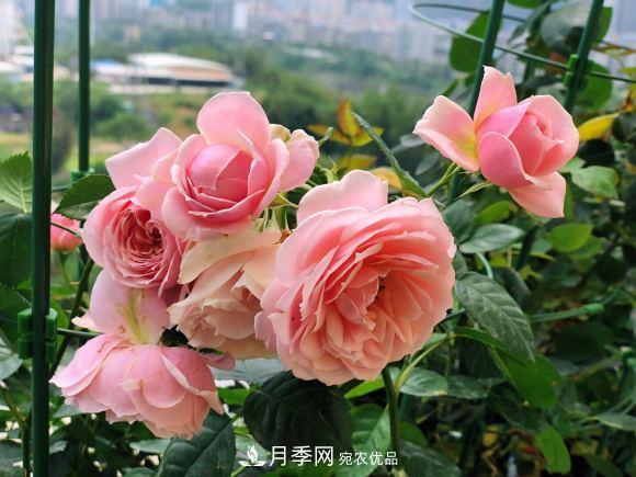 8款冷門月季，表現(xiàn)特別好，但是養(yǎng)的人不多(圖5)