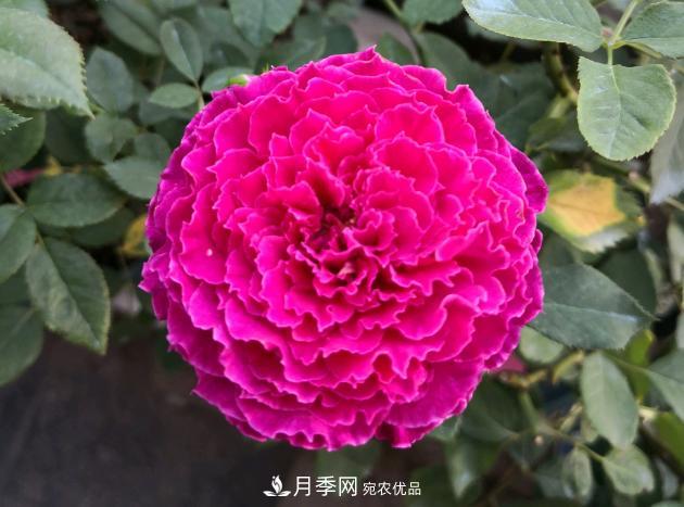 8款冷門月季，表現(xiàn)特別好，但是養(yǎng)的人不多(圖7)