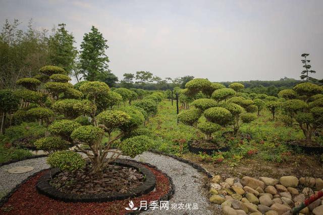 中國瓜子黃楊之鄉(xiāng)把園藝產(chǎn)業(yè)做成規(guī)模(圖1)