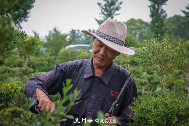 中國瓜子黃楊之鄉(xiāng)把園藝產(chǎn)業(yè)做成規(guī)模(圖2)