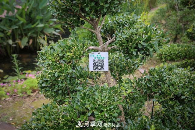 中國瓜子黃楊之鄉(xiāng)把園藝產(chǎn)業(yè)做成規(guī)模(圖3)