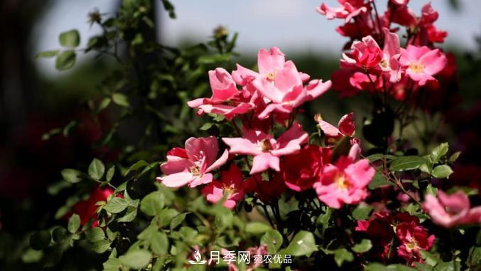 初夏，于山東梁山縣濱河大道邂逅月季花海(圖1)