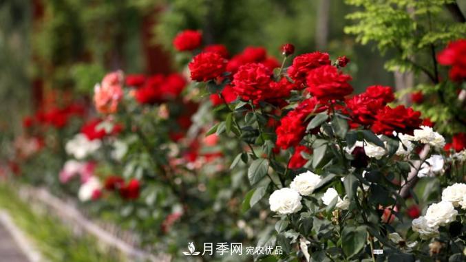 初夏，于山東梁山縣濱河大道邂逅月季花海(圖3)