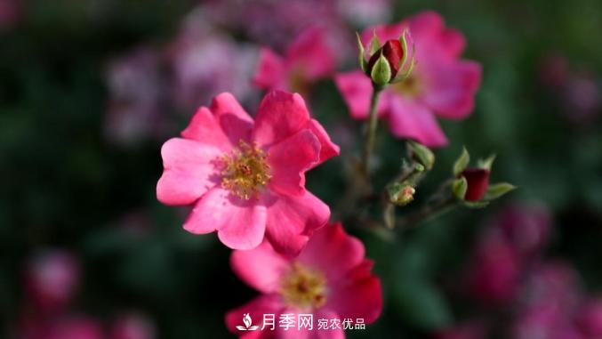 初夏，于山東梁山縣濱河大道邂逅月季花海(圖7)