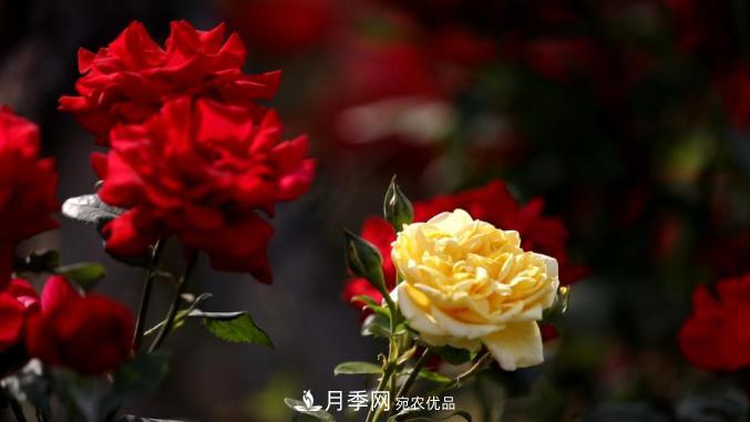 初夏，于山東梁山縣濱河大道邂逅月季花海(圖5)