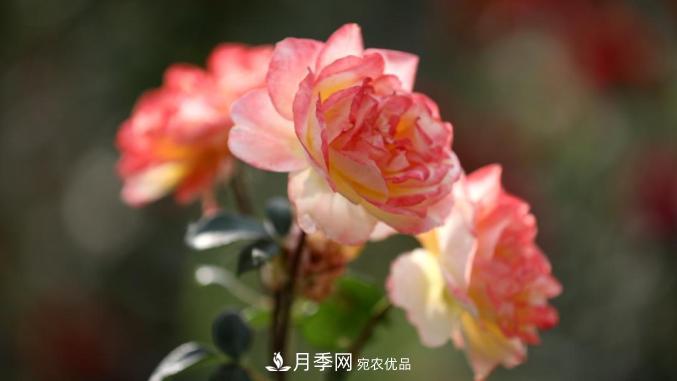 初夏，于山東梁山縣濱河大道邂逅月季花海(圖8)