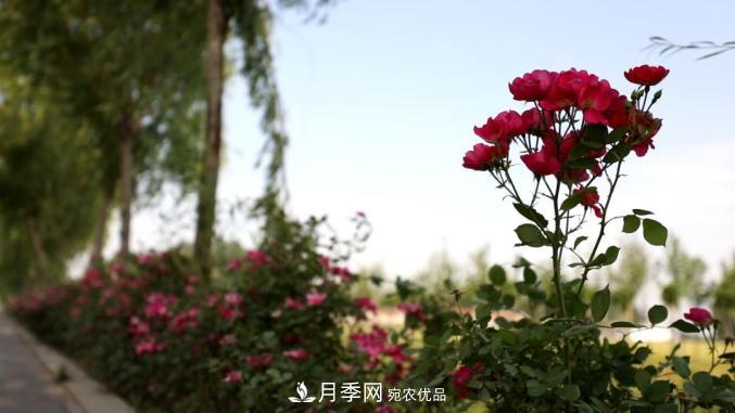 初夏，于山東梁山縣濱河大道邂逅月季花海(圖9)