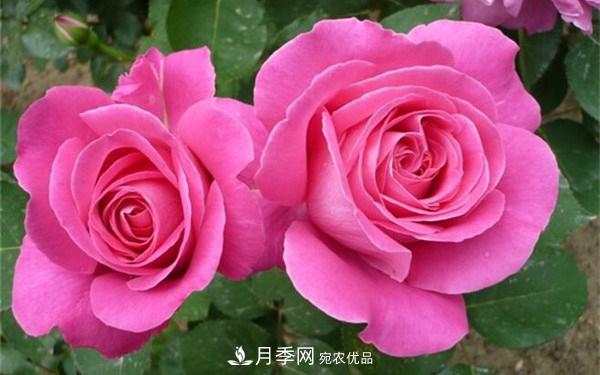 花大、濃香且適合新手栽種的3個大花月季品種推薦(圖2)