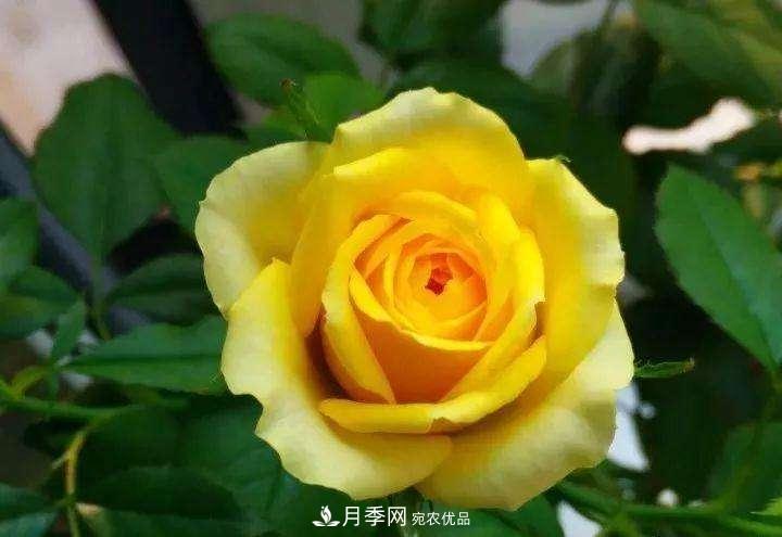 名貴月季十大品種，你養(yǎng)過(guò)哪幾種？(圖1)