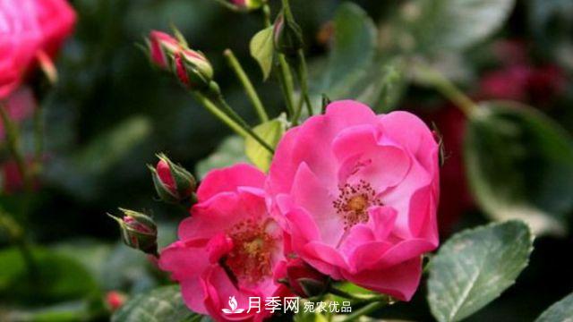 藤本月季的修剪辦法？(圖1)