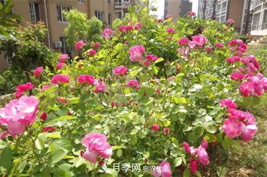 藤本月季怎么爬藤，修剪得當(dāng)正確牽引(圖1)