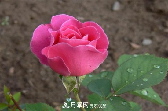 藤本月季怎么爬藤，修剪得當(dāng)正確牽引(圖2)