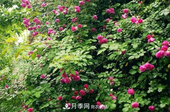 藤本月季怎么爬藤，修剪得當(dāng)正確牽引(圖3)
