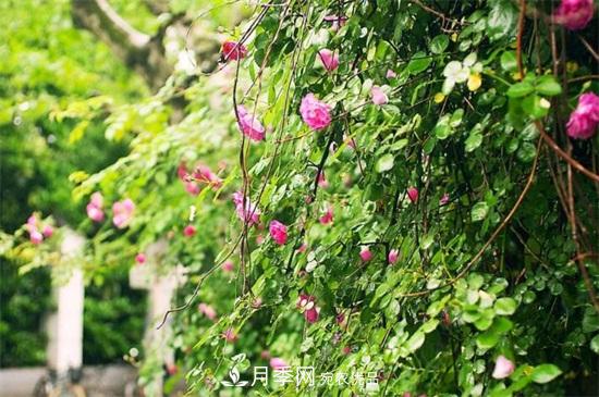 藤本月季怎么爬藤，修剪得當(dāng)正確牽引(圖4)