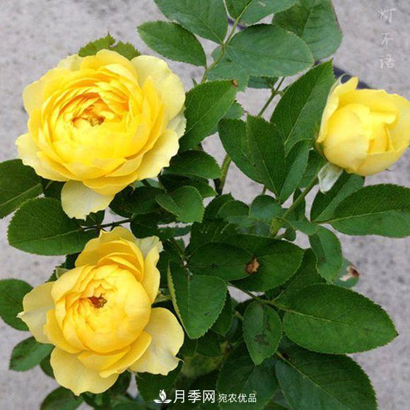 推薦6種類(lèi)型的月季品種，抗病強(qiáng)花量大，用途多選擇多(圖2)