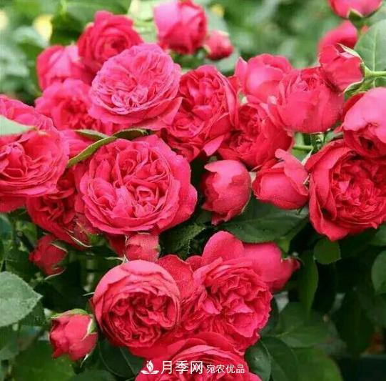 推薦6種類(lèi)型的月季品種，抗病強(qiáng)花量大，用途多選擇多(圖3)