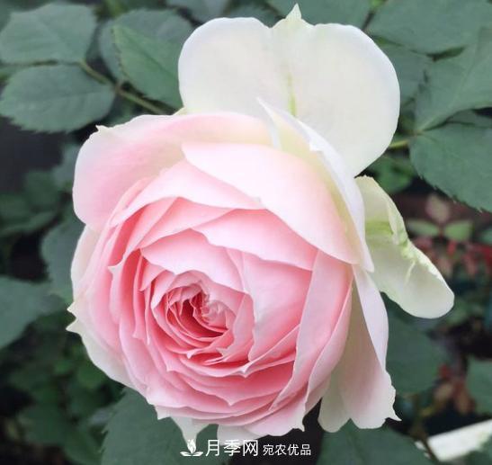推薦6種類(lèi)型的月季品種，抗病強(qiáng)花量大，用途多選擇多(圖4)