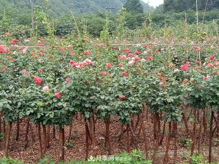 4公分樹狀月季價格，批發(fā)推薦南陽樹狀月季基地(圖3)