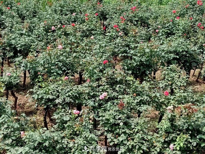 4公分樹狀月季價格，批發(fā)推薦南陽樹狀月季基地(圖4)