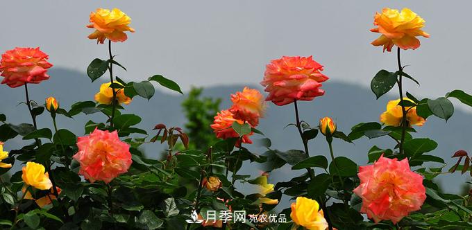 溫度適宜，如何讓城區(qū)景觀道樹狀月季開花多？(圖1)