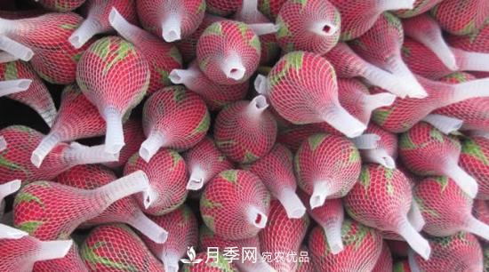 卡羅拉是玫瑰還是月季？(圖1)