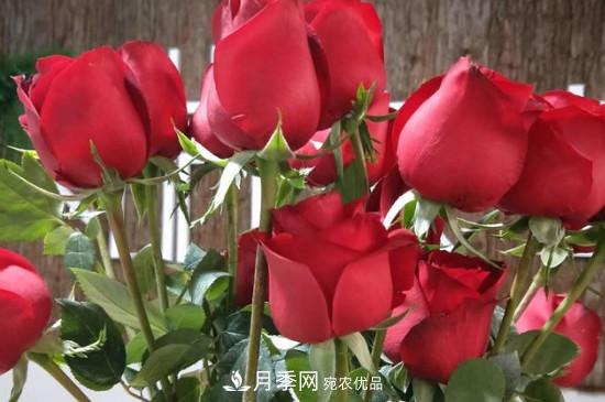 卡羅拉是玫瑰還是月季？(圖3)