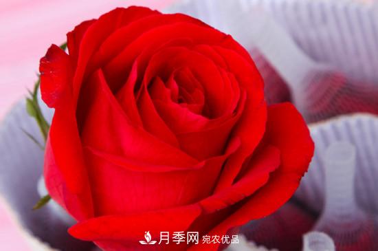 卡羅拉是玫瑰還是月季？(圖2)