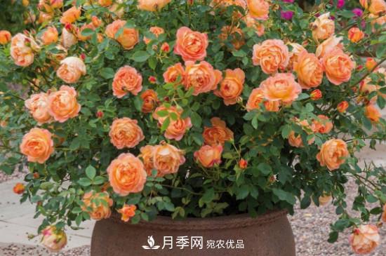 帶土球發(fā)貨的月季要怎么栽種？(圖3)