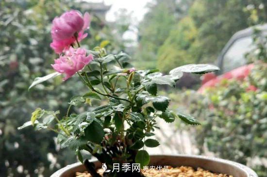 帶土球發(fā)貨的月季要怎么栽種？(圖2)