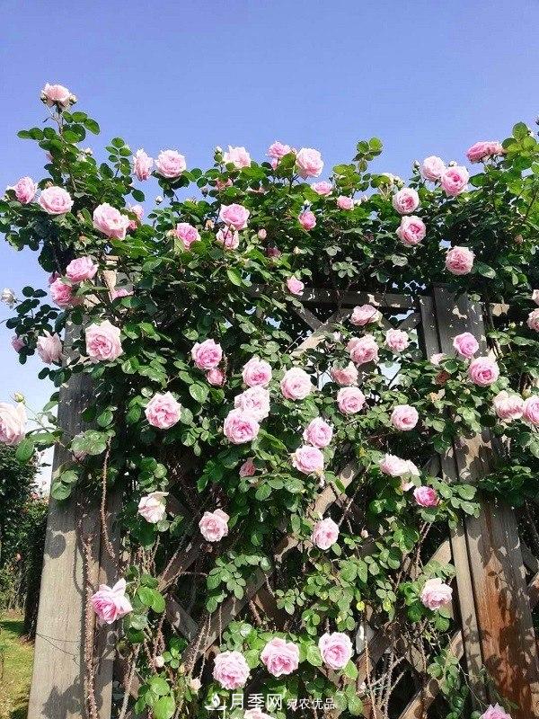 上海辰山植物園月季花海，五一迎來***佳觀賞期(圖1)