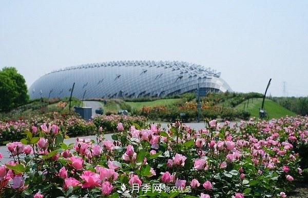 上海辰山植物園月季花海，五一迎來***佳觀賞期(圖2)