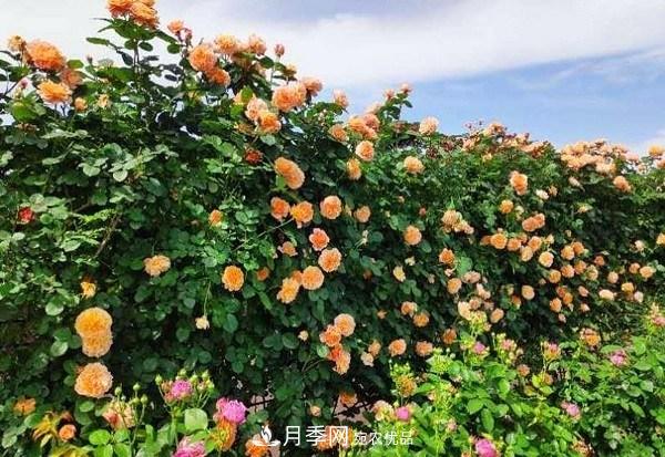 上海辰山植物園月季花海，五一迎來***佳觀賞期(圖4)
